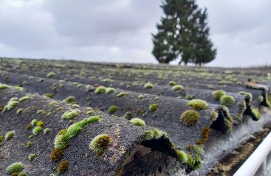 Close-up van een oud golfplaten dak bedekt met groene mosplekken onder een bewolkte lucht. (vergroot foto)
