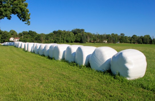 Lange rij witte, ingepakte hooibalen op een groen grasveld onder een heldere blauwe lucht. (vergroot foto)