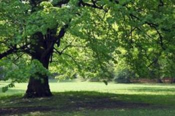 bomen.jpg