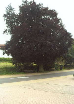 Vrijheidsboom Everberg