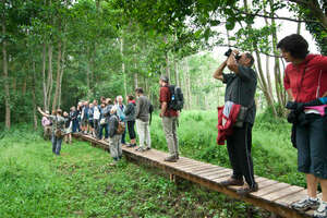 Mesnen op een houten pad doorheen het bos luisterend naar de uitleg van een gids